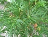 Acer palmatum 'Seiryû' Japanse Esdoorn