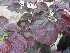 Cercis canadensis 'Forest Pansy' Amerikaanse Judasboom