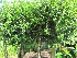 Ligustrum delavayanum Italiaanse liguster