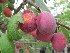 Prunus domestica 'Victoria' (LEIVORM) Handruim 'Reine Victoria'