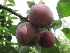 Prunus domestica 'Reine Claude d'Althan' Handpruim 'Althans Reine Claude'