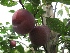 Prunus domestica 'Reine Claude d'Althan' Handpruim 'Althans Reine Claude'