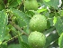 Juglans regia Gewone Walnoot, Okkernoot