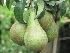 Pyrus communis 'Conference' (LEIVORM) Handpeer 'Conference'