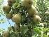 Pyrus communis 'Gieser Wildeman' Stoofpeer 'Gieser Wildeman'