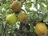 Pyrus communis 'Triomphe de Vienne' Handpeer 'Triomphe de Vienne'