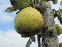Pyrus communis 'Noordhollandsche Suikerpeer' Stoofpeer 'Noordhollandsche Suikerpeer'