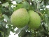 Pyrus communis 'Saint Rémy' Stoofpeer Saint Rémy