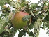 Malus domestica 'Cox's Orange Pippin' Desertappel Cox's Orange Pippin