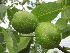 Juglans regia 'Broadview' Walnoot Okkernoot