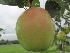 Malus domestica 'Notarisappel' Handappel Notarisappel