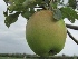 Malus domestica 'Princesse Noble' Handappel 'Princesse Noble'