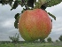Malus domestica 'Zigeunerin' Handappel 'Zigeunerin'