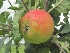 Malus domestica 'Alkmene' Oranjerode Handappel