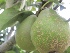 Pyrus communis 'Winterrietpeer' (LEIVORM) Stoofpeer 'Winterrietpeer'