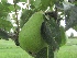 Pyrus communis 'Williams' Bon Chrétien' (Red Bartlett) Zelfbestuivende Buikpeer Williams