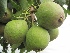 Pyrus communis 'Winterjan' Stoofpeer 'Kleipeer' of 'Winterjan'