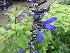 Salvia guaranitica 'Black and Blue' Siersalie