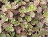Sedum spurium 'Schorbuser Blut' (Dragons Blood) Vetkruid