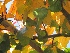 Parrotia persica Perzische Toverhazelaar, IJzerhoutboom