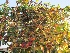 Liquidambar styraciflua (Leivorm) LeiAmberboom