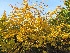 Ginkgo biloba Japanse Notenboom, Waaierboom, Eendepootboom