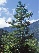 Larix kaempferi Japanse Larix, Lork, lariks