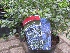Ceanothus thyrsiflorus var. repens Amerikaanse sering