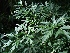 Sambucus nigra 'Laciniata' Peterselievlier