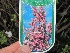 Syringa vulgaris 'Katherine Havemeyer' Sering