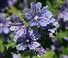 Malva sylvestris 'Primley Blue' Malva