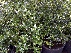 Ilex aquifolium 'Alaska' Hulst