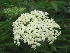 Sambucus nigra Gewone Vlier, Vlierbes