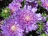 Stokesia laevis 'Purple Parasols' Korenbloemaster
