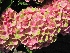 Hydrangea macrophylla 'Hokomathyst' (Magical Amethyst) Magical Hortensia