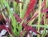 Imperata cylindrica 'Red Baron' Japans Bloedgras