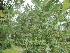 Salix integra 'Hakuro-nishiki' Japanse Sierwilg