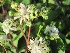 Heptacodium miconioides Bloem der Zeven Zonen