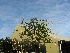Photinia fraseri 'Red Robin' (Wintergroene leiboom)(Leiphotinia) Glansmispel