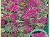 Lavatera 'Burgundy Wine' Struikmalva