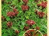 Monarda 'Gardenview Scarlet' Beramotplant