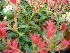 Pieris 'Forest Flame' Pieris