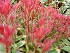 Pieris japonica 'Carnaval' Pieris, Andromeda