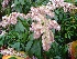 Pieris japonica 'Katsura' Andromeda