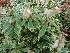 Pieris japonica 'Variegata' Andromeda