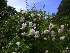 Rosa 'New Dawn' Lichtrose Klimroos