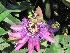 Passiflora 'Amethyst' (syn. 'Lavender Lady') Passiebloem