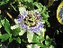 Passiflora caerulea Passiebloem