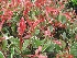 Photinia fraseri 'Cassini' (Pink Marble) Glansmispel