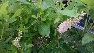 Clethra alnifolia 'Hokie Pink' Schijnels
